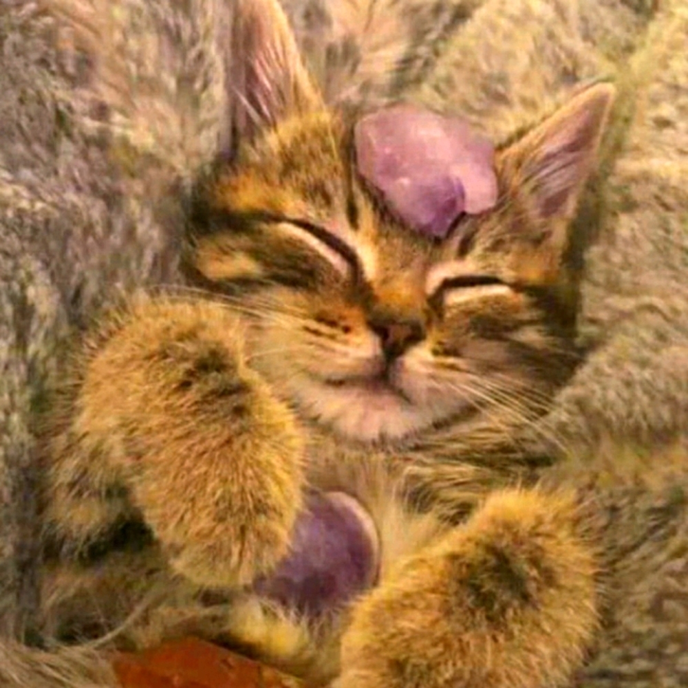 Meet your Posher, Reyna